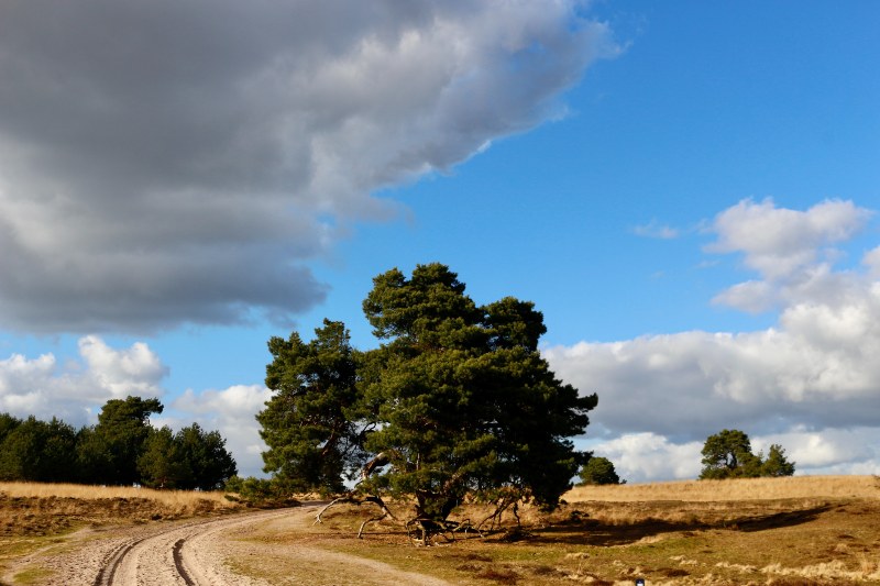 Veluwe