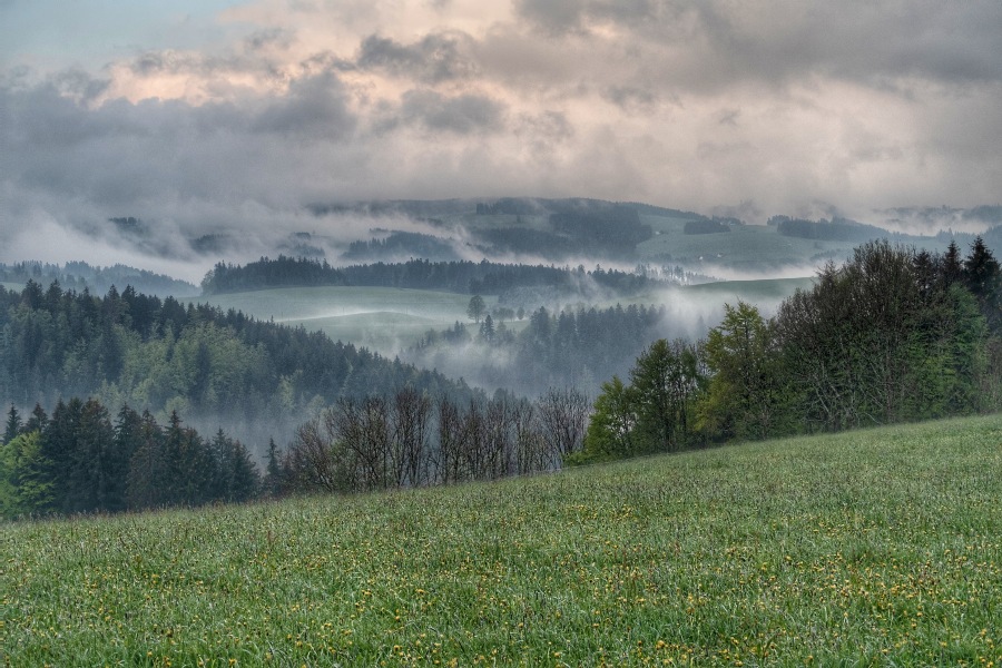 Black Forest